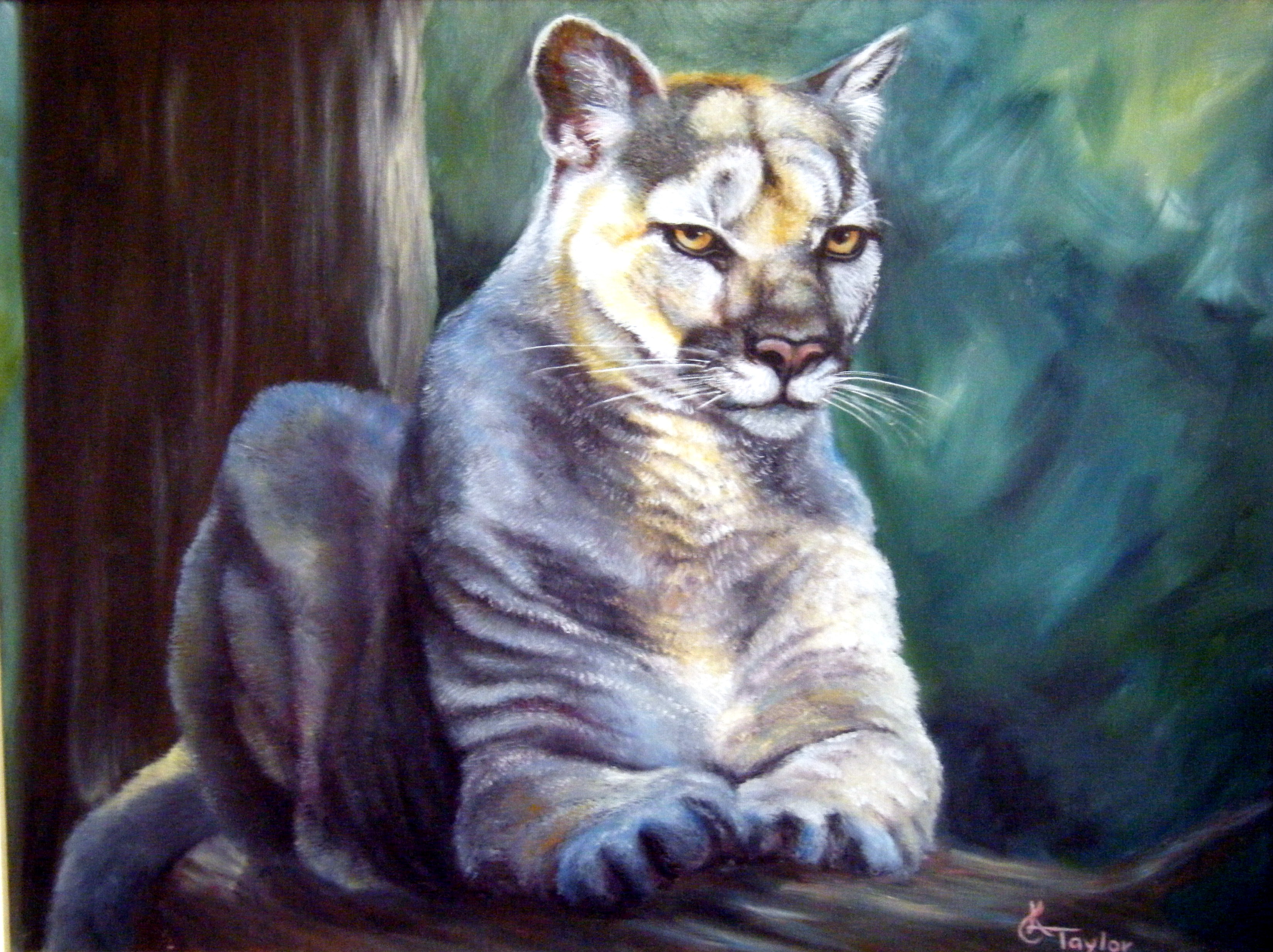 Mountain lion portrait by Cyndi Taylor